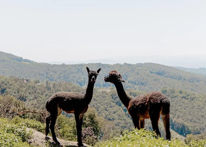 Schmolti's Γκρατς